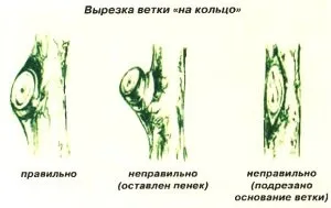 Обрізка груші восени для початківців схеми і відео, рекомендації (груші) Обрізка груші восени для початківців схеми і відео, рекомендації