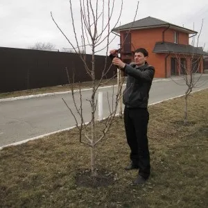 Обрізка садових дерев коли краще обрізати - взимку або навесні, відео-інструкція, фото (краще) Обрізка садових дерев коли краще обрізати - взимку або навесні, відео-інструкція, фото