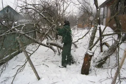 Обрізка садових дерев коли краще обрізати - взимку або навесні, відео-інструкція, фото (дерев) Обрізка садових дерев коли краще обрізати - взимку або навесні, відео-інструкція, фото