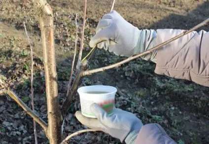 Обрізка груші восени схема для початківців, відео та фото (груші) Обрізка груші восени схема для початківців, відео та фото