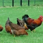 Огляд яєчних видів які кури несучки найкращі, особливості кожної породи (кури) Огляд яєчних видів які кури несучки найкращі, особливості кожної породи