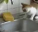 Навчання і виховання кошенят - все про котів і кішок з любов'ю (як виховувати кошенят) Навчання і виховання кошенят - все про котів і кішок з любов'ю