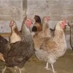 Огляд юрловской голосистій породи курей характеристика з фото і відео