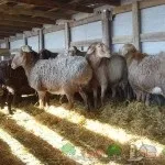 Огляд овець і баранів гіссарської породи їх фото та відео (породи) Огляд овець і баранів гіссарської породи їх фото та відео