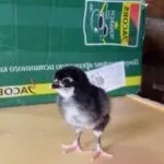 Огляд юрловской голосистій породи курей характеристика з фото і відео