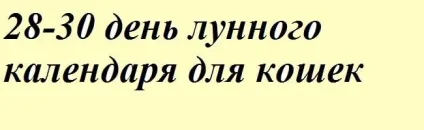 Навчання і виховання кошенят - все про котів і кішок з любов'ю (як виховувати кошенят) Навчання і виховання кошенят - все про котів і кішок з любов'ю