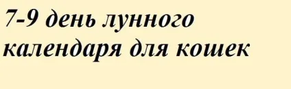 Навчання і виховання кошенят - все про котів і кішок з любов'ю (виховання) Навчання і виховання кошенят - все про котів і кішок з любов'ю