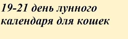 Навчання і виховання кошенят - все про котів і кішок з любов'ю (котах) Навчання і виховання кошенят - все про котів і кішок з любов'ю