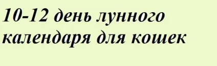 Навчання і виховання кошенят - все про котів і кішок з любов'ю (котах) Навчання і виховання кошенят - все про котів і кішок з любов'ю