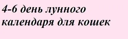 Навчання і виховання кошенят - все про котів і кішок з любов'ю (виховання) Навчання і виховання кошенят - все про котів і кішок з любов'ю