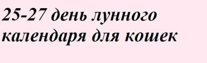 Навчання і виховання кошенят - все про котів і кішок з любов'ю (кошенят) Навчання і виховання кошенят - все про котів і кішок з любов'ю
