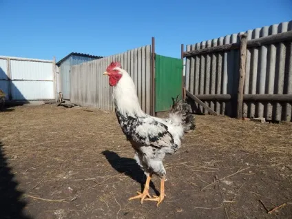 Огляд юрловской голосистій породи курей характеристика з фото і відео