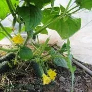 Огірки герман вирощування в теплиці, догляд, фото, відео (теплиці) Огірки герман вирощування в теплиці, догляд, фото, відео