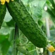 Огірки герман вирощування в теплиці, догляд, фото, відео (теплиці) Огірки герман вирощування в теплиці, догляд, фото, відео