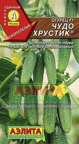 Огірок диво хрустик f1® купити насіння огірків оптом оптом і в роздріб від виробника