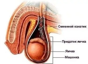 Одне яєчко нижче іншого - це нормально