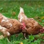 Опис яєчних порід курей Брекелен, італійська куропатчатая, іза браун та інших (яєчних) Опис яєчних порід курей Брекелен, італійська куропатчатая, іза браун та інших