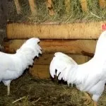 Опис яєчних порід курей Брекелен, італійська куропатчатая, іза браун та інших (яєчних) Опис яєчних порід курей Брекелен, італійська куропатчатая, іза браун та інших