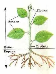 Основні органи рослини (залежно виду рослини) Основні органи рослини