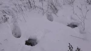 Опис полювання на тетерева взимку з підходу (полювання на тетерева взимку з підходу) Опис полювання на тетерева взимку з підходу