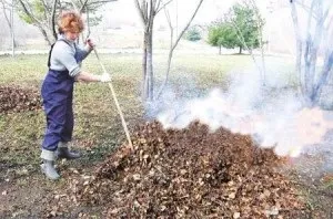 Осінні збори і посадка нових рослин, підготовка саду до зими (посадка) Осінні збори і посадка нових рослин, підготовка саду до зими