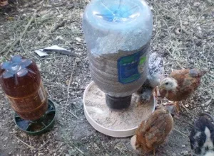 Основи вирощування курчат після інкубатора (після) Основи вирощування курчат після інкубатора