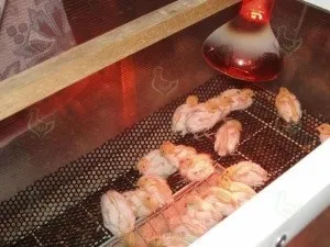 Основи вирощування курчат після інкубатора (вирощування) Основи вирощування курчат після інкубатора