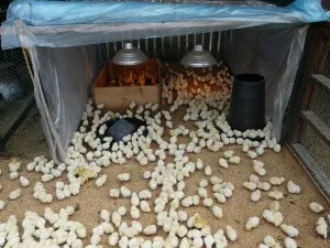 Основи вирощування курчат після інкубатора (курчат) Основи вирощування курчат після інкубатора