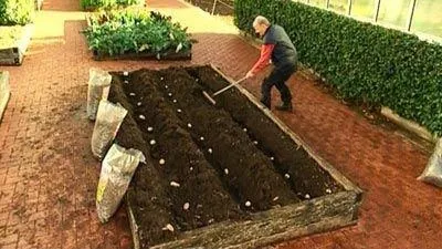 Оптимальна глибина посадки картоплі