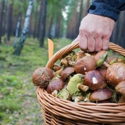 Осиповичі - мінськ розклад електричок і поїздів (поїздів) Осиповичі - мінськ розклад електричок і поїздів