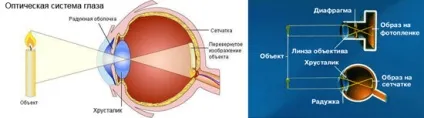 Оптична система ока особливості і властивості (картинки)