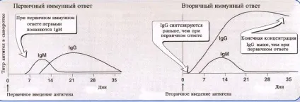 Основні функції антитіл