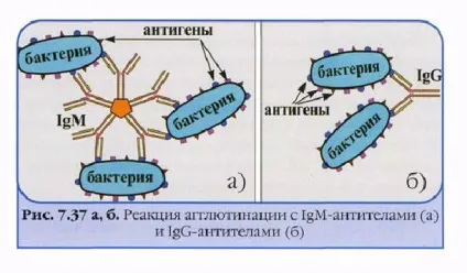 Основні функції антитіл