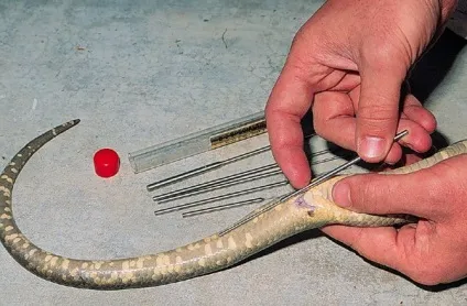 Визначення статі у удавів і пітонів (вже) Визначення статі у удавів і пітонів