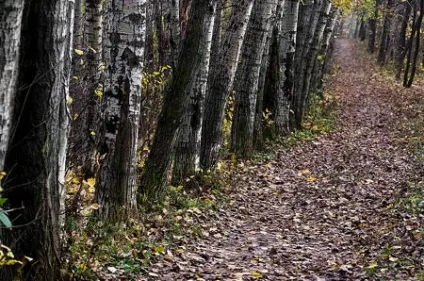 Осика, довідник, лісоматеріали, дерев'яне будівництво