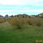 Відпочинок в Головінка без посередників, ціни на житло 2017, відгуки відпочиваючих (відпочинок) Відпочинок в Головінка без посередників, ціни на житло 2017, відгуки відпочиваючих