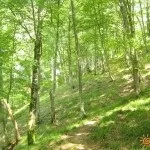Відпочинок в Головінка без посередників, ціни на житло 2017, відгуки відпочиваючих (Головінка) Відпочинок в Головінка без посередників, ціни на житло 2017, відгуки відпочиваючих