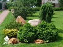 Особливості догляду за ялівцем, квіти в саду (садиба) (ялівець посадка догляд) Особливості догляду за ялівцем, квіти в саду (садиба)