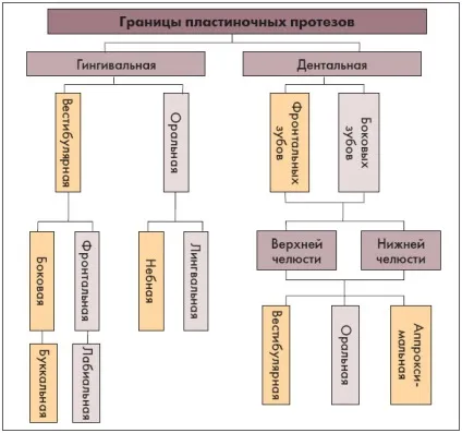 Особливості розташування кордонів часткових знімних протезів (знімних) Особливості розташування кордонів часткових знімних протезів