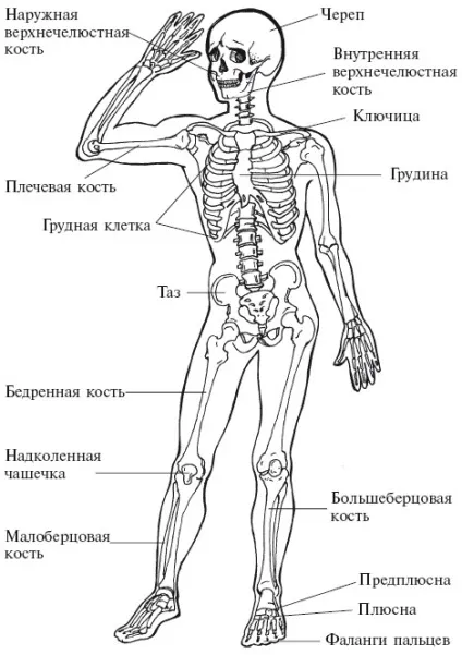Від чого залежить гнучкість хребта (Кістки людського тіла) Від чого залежить гнучкість хребта