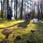 Полювання на качок з собаками, все про полювання (полювання) Полювання на качок з собаками, все про полювання