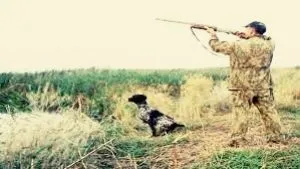Полювання на качок з собаками, все про полювання (качок) Полювання на качок з собаками, все про полювання