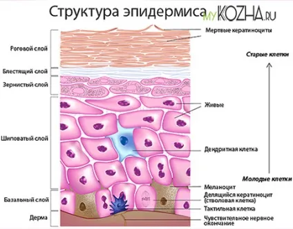 Пантенол (крем, гель, мазь, спрей) від прищів застосування, відгуки (пантенол від прищів крем гель мазь спрей відгуки застосування) Пантенол (крем, гель, мазь, спрей) від прищів застосування, відгуки