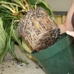 Пересадка кімнатних рослин своїми руками (пересадка) Пересадка кімнатних рослин своїми руками