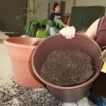 Пересадка кімнатних рослин своїми руками (Пересадка кімнатних рослин) Пересадка кімнатних рослин своїми руками