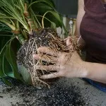 Пересадка кімнатних рослин своїми руками (кімнатних) Пересадка кімнатних рослин своїми руками
