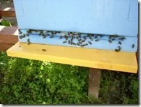 Пасіка на дачі, а