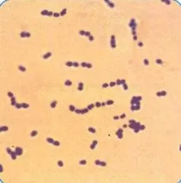 Пептострептококи (рід peptostreptococcus)