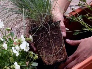 Пересадка квітів - навіщо, коли і як пересаджувати квіти; перевалка кімнатних рослин