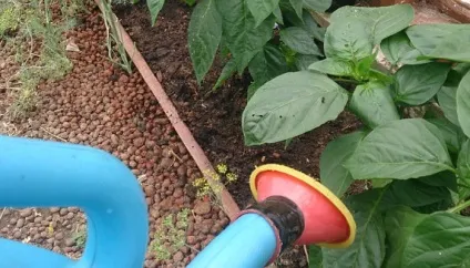 Перець каліфорнійське диво вирощування самостійно з насіння - найкращий метод! (Чудо) Перець каліфорнійське диво вирощування самостійно з насіння - найкращий метод!